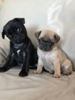 Pug puppies available for sale